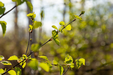 Fresh young green leaves of twig tree growing in spring. Beautiful leaf natural background