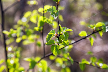 Obraz premium Fresh young green leaves of twig tree growing in spring. Beautiful leaf natural background