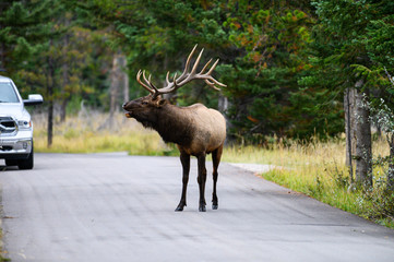 Bull elk in the rut