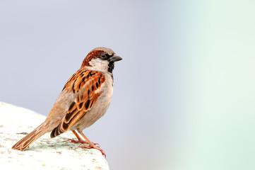 House sparrow sitting and thinking on a wall