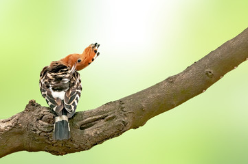 Common hoopoe perched on a tree branch doing preen