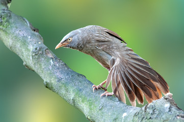 Jungle babbler having stretch on a tree trunk