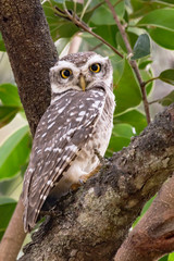 Spotted Owlet on branch