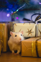 Cute rat with xmas gifts