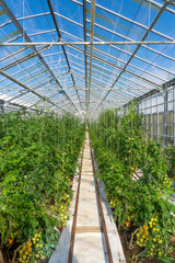 tomatoes growing in a green house, heated by geothermal energy