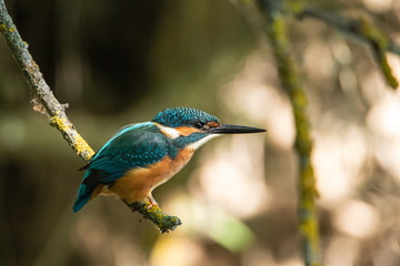 The Kingfisher sits on a small branch. Large beak and sharp beak. A life-size portrait of a bird.