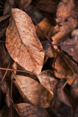 plant photo wallpaper