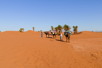 Camel caravan in the Sahara / Camel caravan with palm trees and sand dunes in the Sahara, Morocco, Africa.