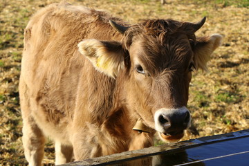 Landwirtschaft, Bauernhof, ein Kalb an einer Tränke