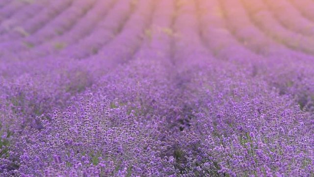 Straight rows of lavender plants. Field located in Provence region.