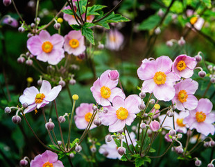 Japanese anemone, thimbleweed, or windflower blossoms and buds