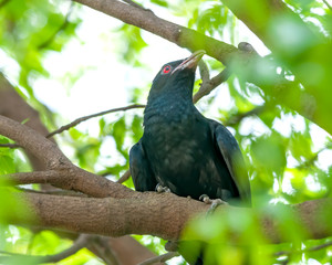 Male asian koel sitting on a tree