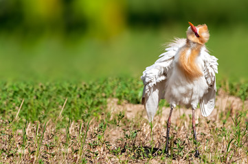 Cattle egret in action at late evening