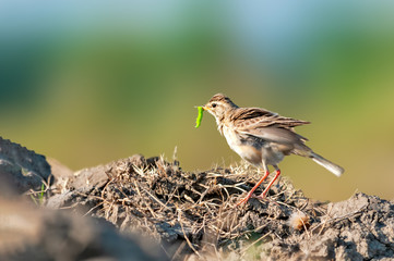Paddyfield pipit with a caterpillar catch on soil lump