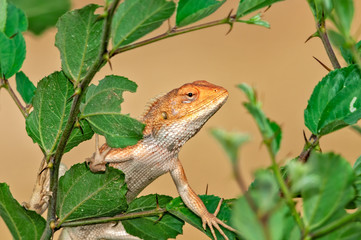 Oriental garden lizard climbibg on a tree