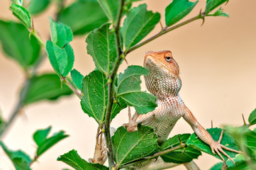 Oriental garden lizard climbibg on a tree