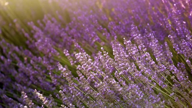 Lavender bushes closeup. Provence region of france.