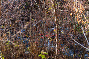Park trees in autumn colors at sunset, Armenia
