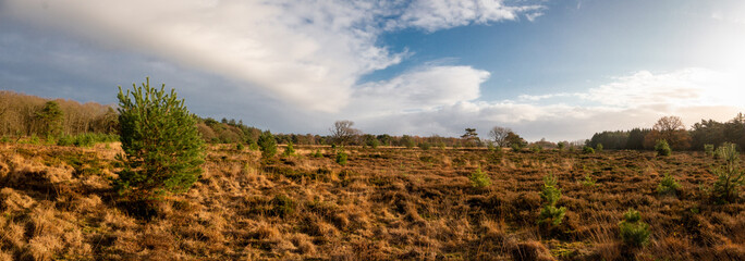 Panorama landscape of heathland and moorland in the Netherlands, province Drenthe near the village Steenbergen - obrazy, fototapety, plakaty
