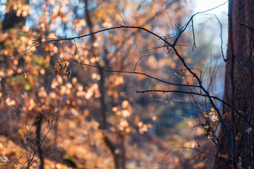 Obraz premium Park trees in autumn colors at sunset, Armenia