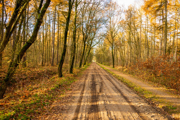 Naklejka na ściany i meble Sandy road trough the woods in autumn time, province Drenthe the Netherlands near the village Steenbergen