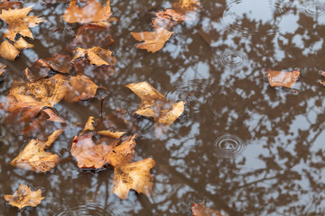 Autumn Leaves in Puddle With Tree Reflection