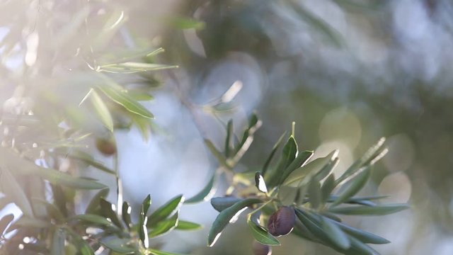Olive tree brunch over white sky.