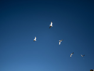Seagulls flying at Bodega Bay