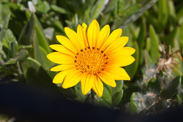 Gelbe Blume am Strand von Kreta einzeln Fotografiert. 