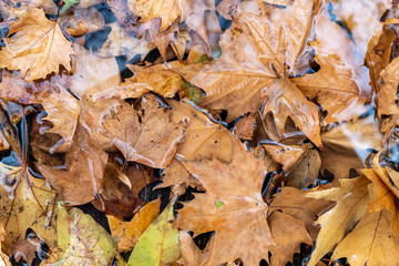 Brownish Autumn Leaves on Ground Covered With Water on Rainy Day