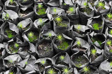 small trees waiting to be planted