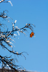 Beautiful orange leaf against blue sky, Armenia