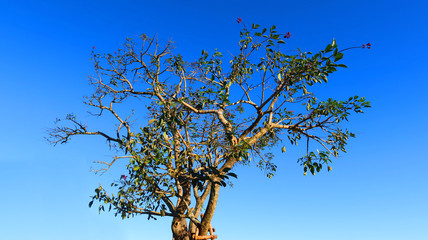 The dry tree in the middle and the beautiful sky view.