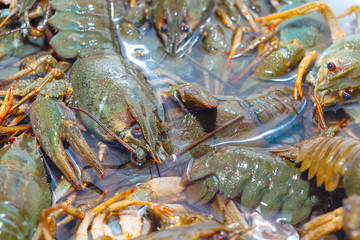 Living crayfish in water. Caught crayfish are washed in clean water for further preparation