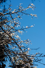 beautiful frozen branches against blue sky, Armenia