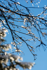 beautiful frozen branches against blue sky, Armenia