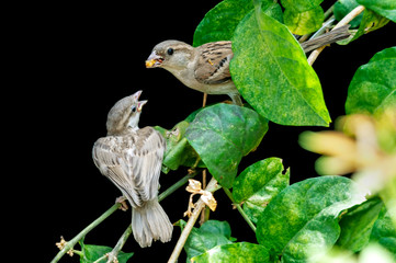 A female house sparrow feeding chick on a plant
