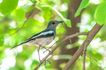 A female magpie robin with food in its beak on a tree