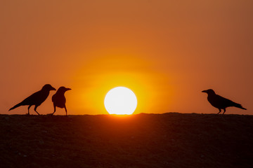 silhouette of three crows in the sunset