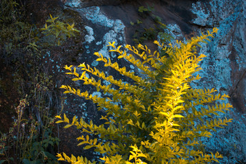 Plant close to a rock