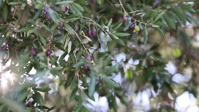 Olive tree brunches over sunset sky.
