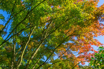 Fall Leaves And Branches