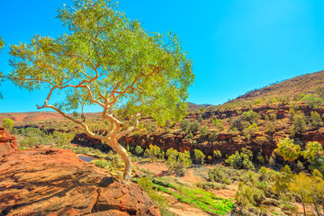 Fototapeta na wymiar Finke Gorge National Park in Northern Territory, Central Australia Outback. Ghost gum growing from a sandstone cliff in Palm Valley with ancient forest of Red Cabbage Palm. Aerial view landscape.