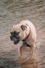 Boxer Dog is swimming in the river. Dog in the water.