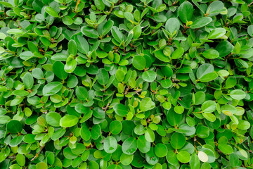 Green Box Hedge leaves wall textured