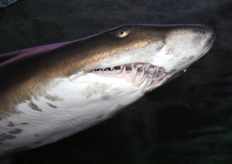 Naklejka premium Food in Southern California