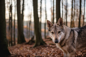 Kaira is a Czechoslovakian wolfdog