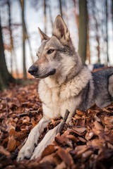 Kaira is a Czechoslovakian wolfdog