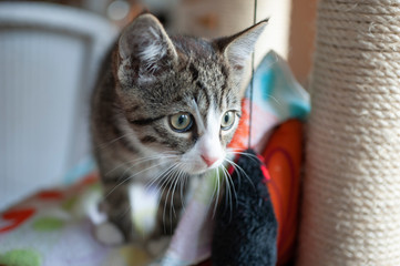 Europäische Kurzhaarkatze neben einem Kratzbaum mit Spielzeugangel