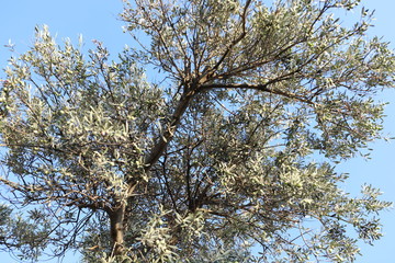 Olivenbaum